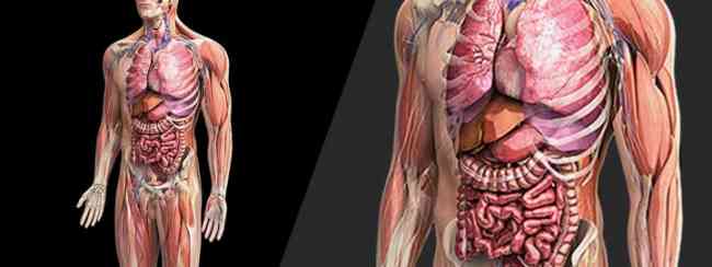 Human Errors: Panorama of Glitches, Incurable Romantic, Oysters Bored?